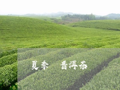 夏季 普洱茶/2023042922863